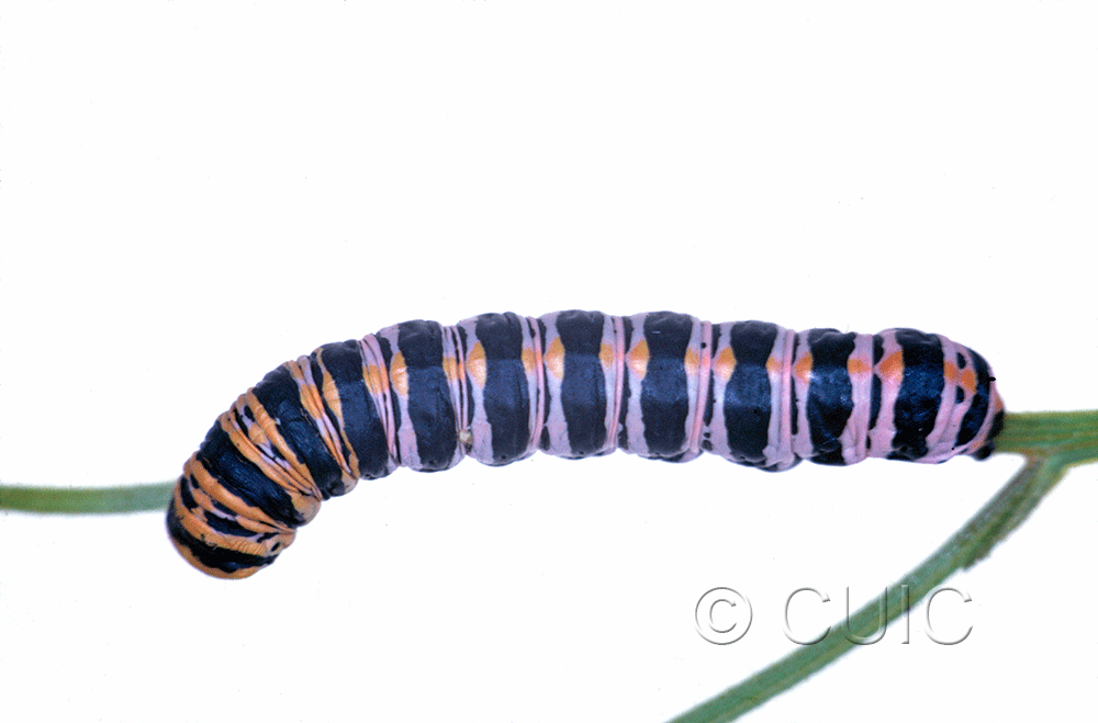 dorsal view of larva Cucullia lilacina on Erigeron divergens in USA: AZ