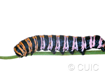 lateral view of larva Cucullia lilacina on Erigeron divergens in USA: AZ