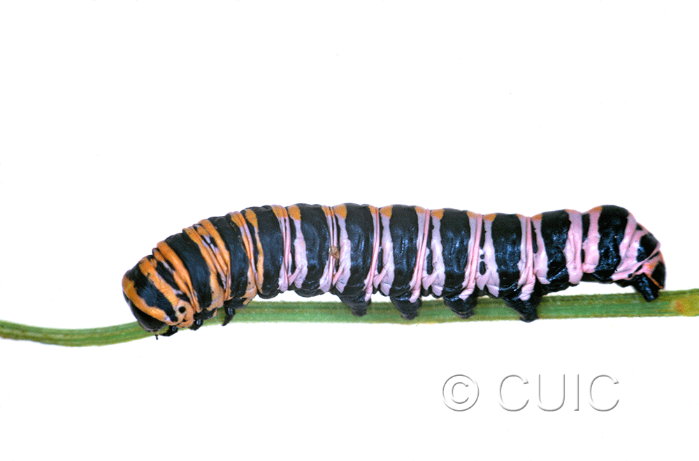 lateral view of larva Cucullia lilacina on Erigeron divergens in USA: AZ