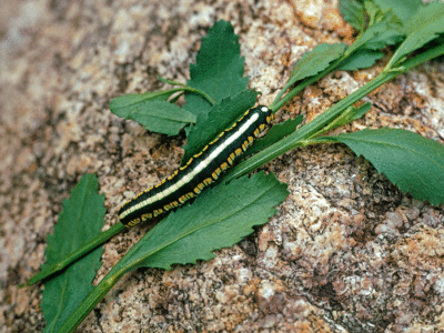 dorsal view of larva Cucullia oribac on Baccharis bigelowii in USA: AZ