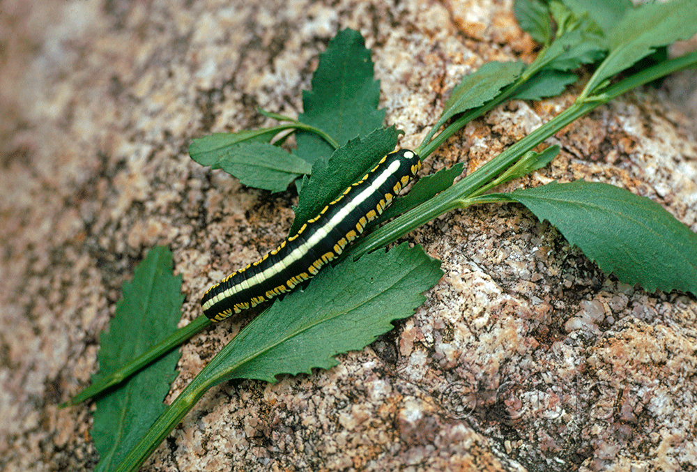 dorsal view of larva Cucullia oribac on Baccharis bigelowii in USA: AZ