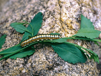 lateral view of larva Cucullia oribac on Baccharis bigelowii in USA: AZ