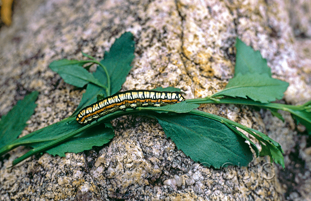 lateral view of larva Cucullia oribac on Baccharis bigelowii in USA: AZ