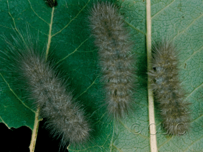 dorsal view of larva Cycnia oregonensis