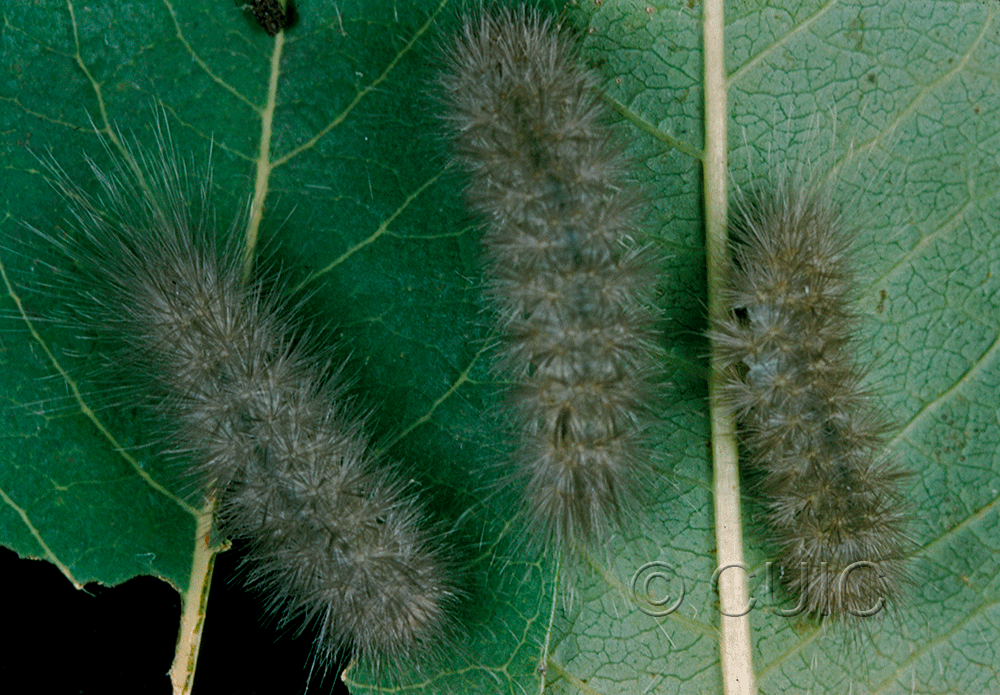 dorsal view of larva Cycnia oregonensis