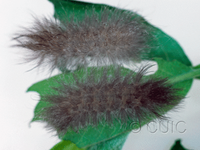 dorsal view of larva Cycnia tenera on Apocynym cannabinum in USA: NY