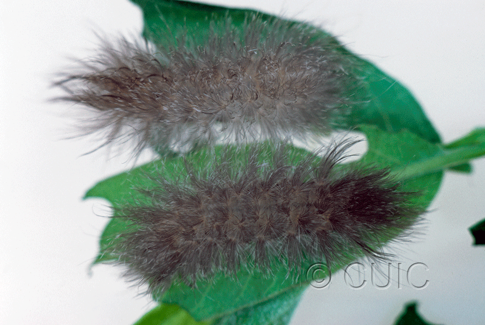 dorsal view of larva Cycnia tenera on Apocynym cannabinum in USA: NY