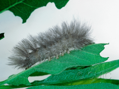 lateral view of larva Cycnia tenera on Apocynym cannabinum in USA: NY