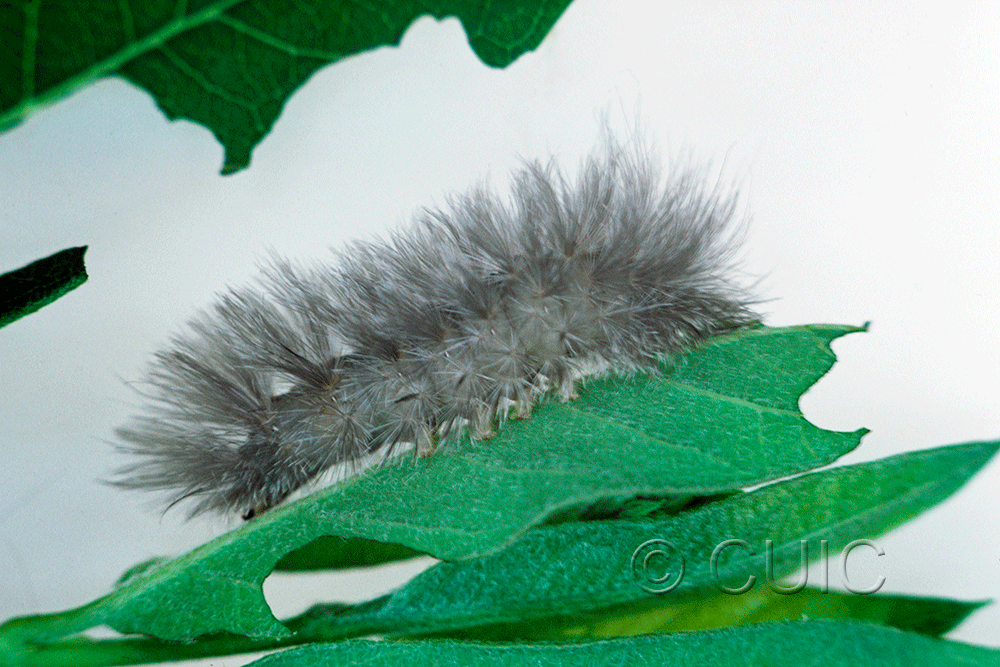 lateral view of larva Cycnia tenera on Apocynym cannabinum in USA: NY