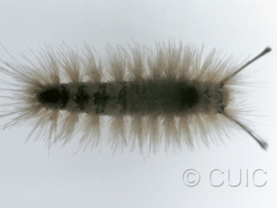 dorsal view of larva Dasychira obliquata on Quercus