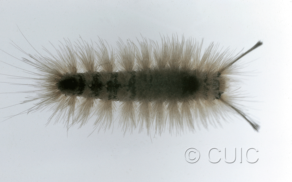dorsal view of larva Dasychira obliquata on Quercus