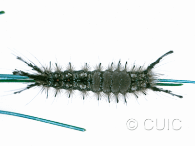 dorsal view of larva Dasychira plagiata on Pinus strobus