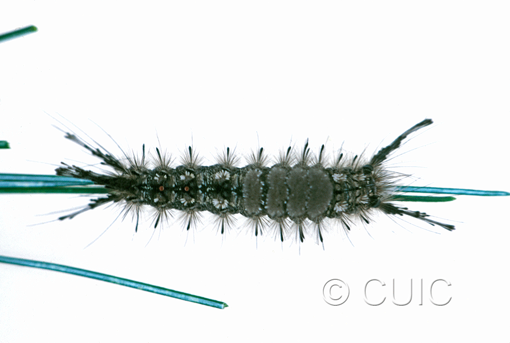 dorsal view of larva Dasychira plagiata on Pinus strobus