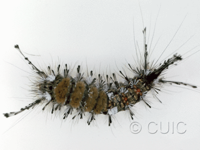 dorsal view of larva Dasychira sp on Quercus in USA: AZ