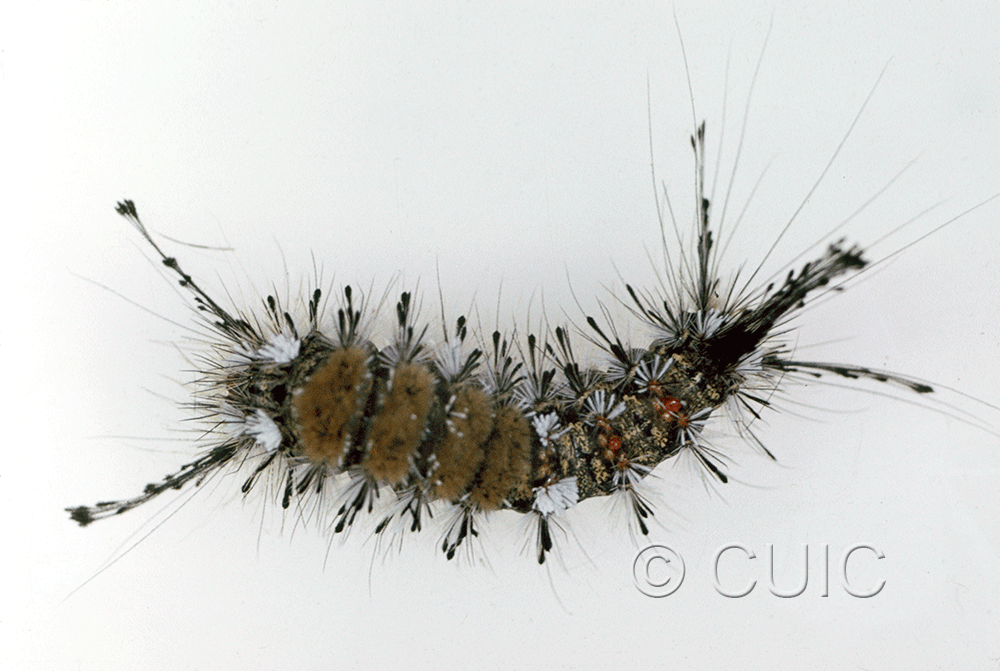 dorsal view of larva Dasychira sp on Quercus in USA: AZ