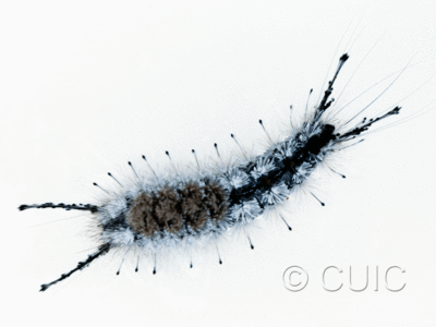 dorsal view of larva Dasychira vagans grisea on Populus deltoides in USA: MT
