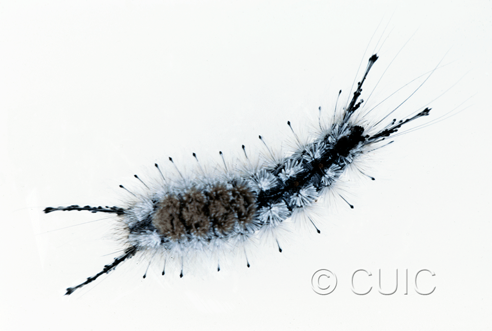dorsal view of larva Dasychira vagans grisea on Populus deltoides in USA: MT