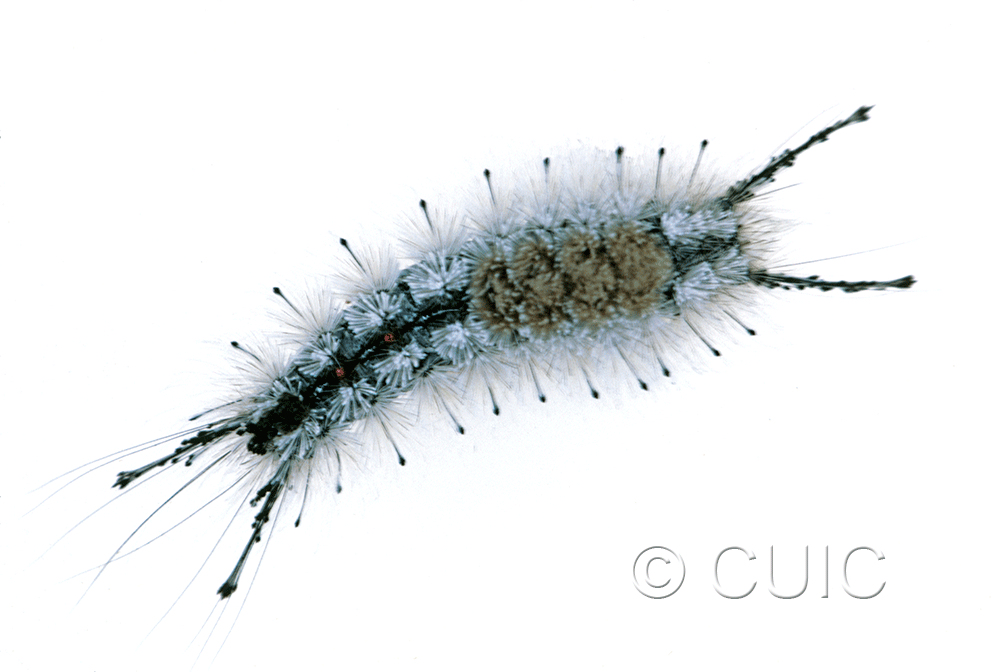 dorsal view of larva Dasychira vagans grisea on Populus deltoides in USA: MT