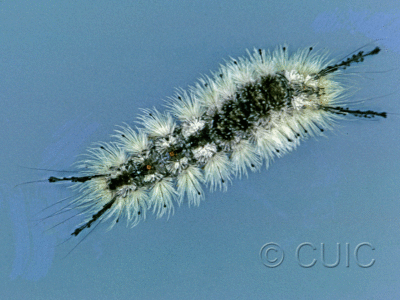 dorsal view of larva Dasychira vagans grisea on Populus deltoides in USA: MT