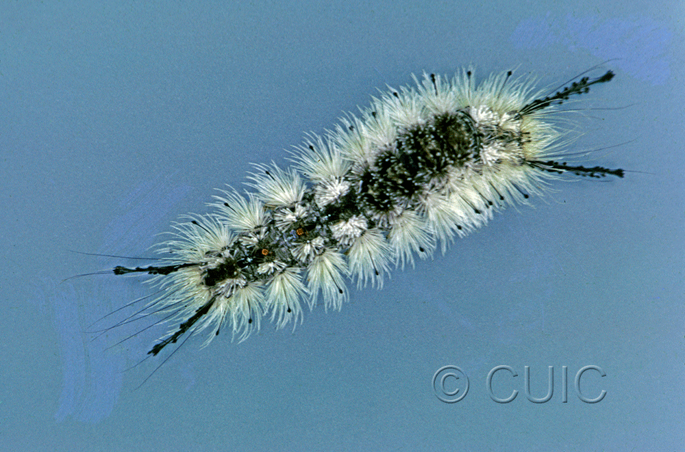 dorsal view of larva Dasychira vagans grisea on Populus deltoides in USA: MT