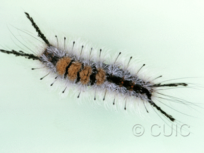 dorsal view of larva Dasychira vagans grisea on Populus deltoides in USA: MT
