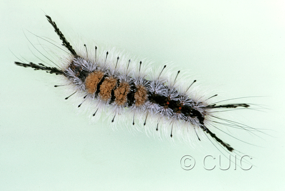 dorsal view of larva Dasychira vagans grisea on Populus deltoides in USA: MT