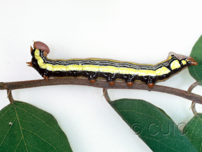 lateral view of larva Dasylophia anguina on Robinia neomexicana in USA: AZ