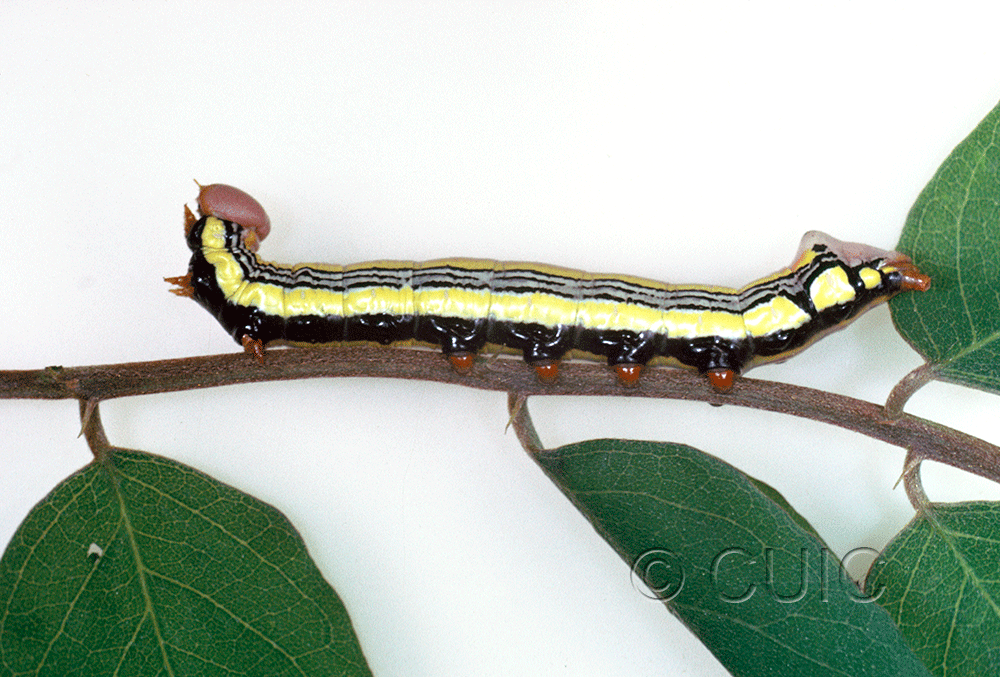 lateral view of larva Dasylophia anguina on Robinia neomexicana in USA: AZ
