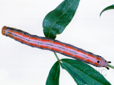 dorsal view of larva Dasylophia anguina on Glycyrrhiza in USA: MT