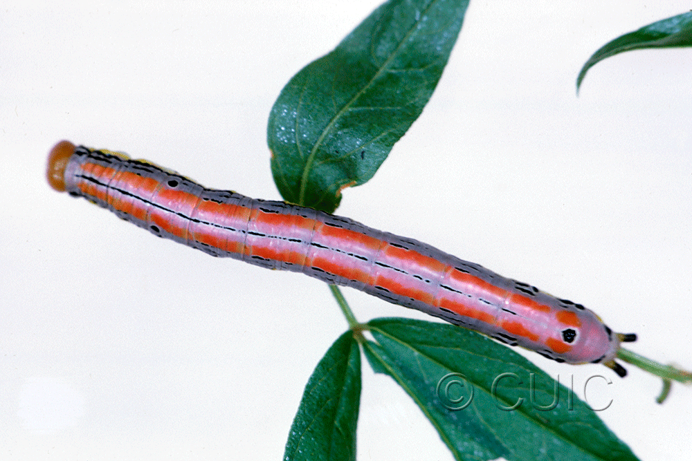 dorsal view of larva Dasylophia anguina on Glycyrrhiza in USA: MT