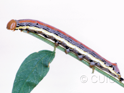 lateral view of larva Dasylophia anguina on Glycyrrhiza in USA: MT