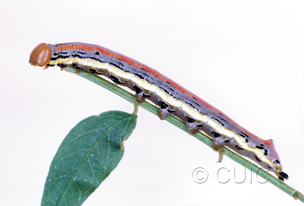 lateral view of larva Dasylophia anguina on Glycyrrhiza in USA: MT