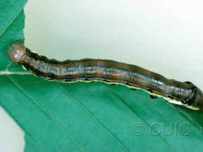 dorsal view of larva Dasylophia anguina