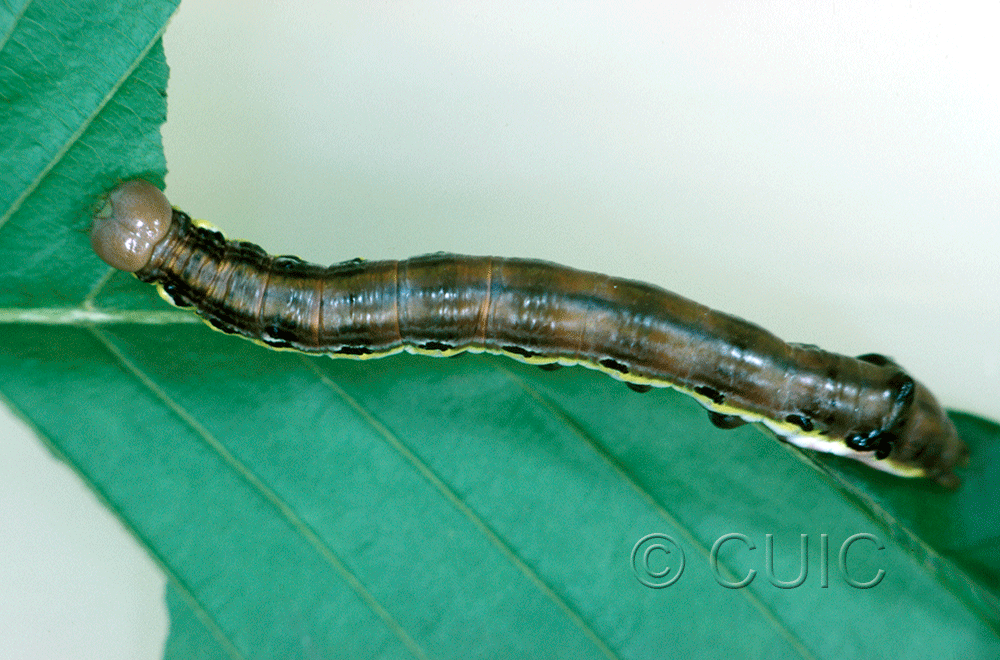 dorsal view of larva Dasylophia anguina