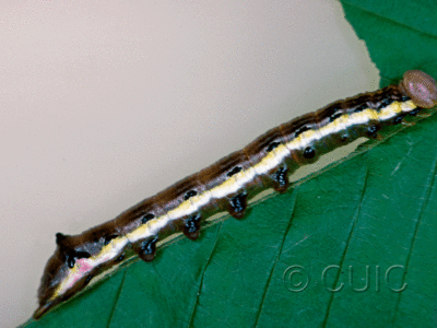 lateral view of larva Dasylophia anguina