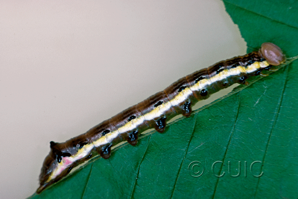 lateral view of larva Dasylophia anguina