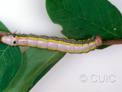 dorsal view of larva Dasylophia anguina