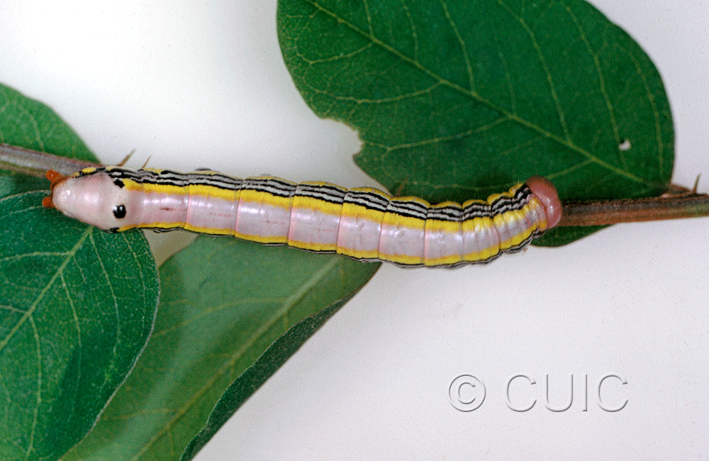 dorsal view of larva Dasylophia anguina