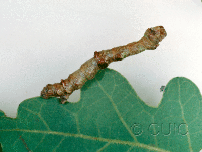 lateral view of larva Destutia