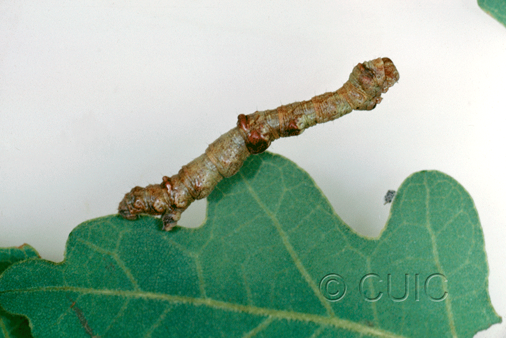lateral view of larva Destutia