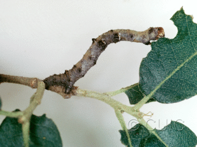 lateral view of larva Destutia on Quercus arizonica in USA: AZ