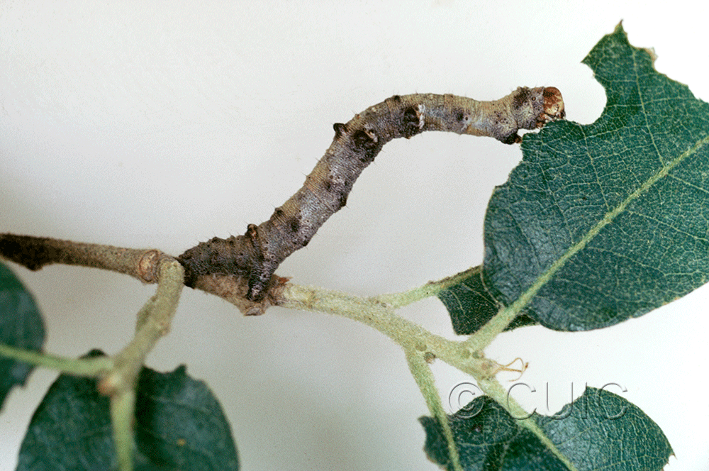 lateral view of larva Destutia on Quercus arizonica in USA: AZ