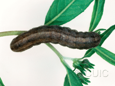 dorsal view of larva Dichagyris kyune in USA: AZ