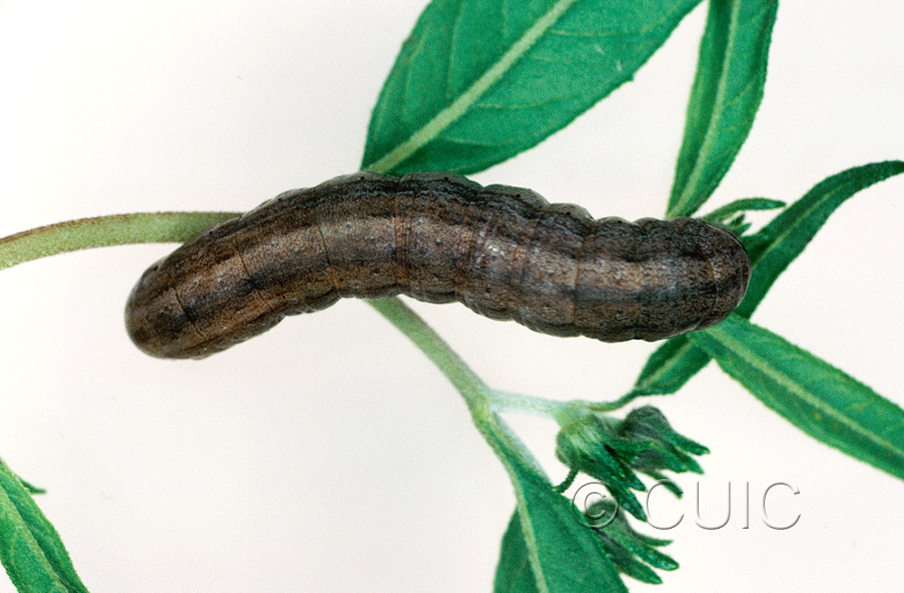 dorsal view of larva Dichagyris kyune in USA: AZ