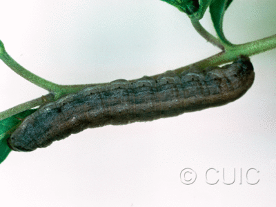 lateral view of larva Dichagyris kyune in USA: AZ