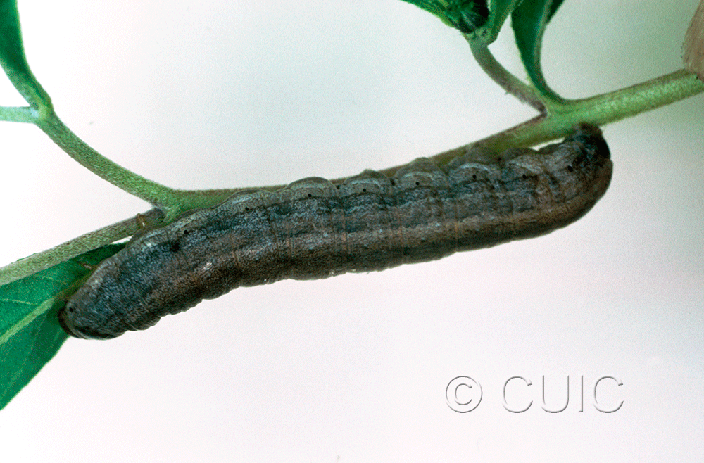 lateral view of larva Dichagyris kyune in USA: AZ