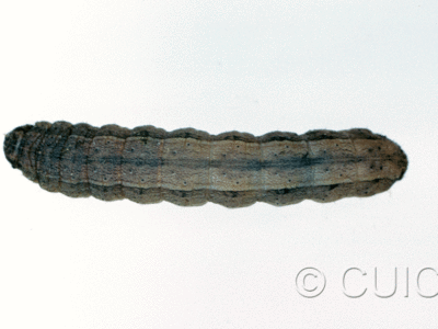 dorsal view of larva Dichagyris kyune in USA: AZ