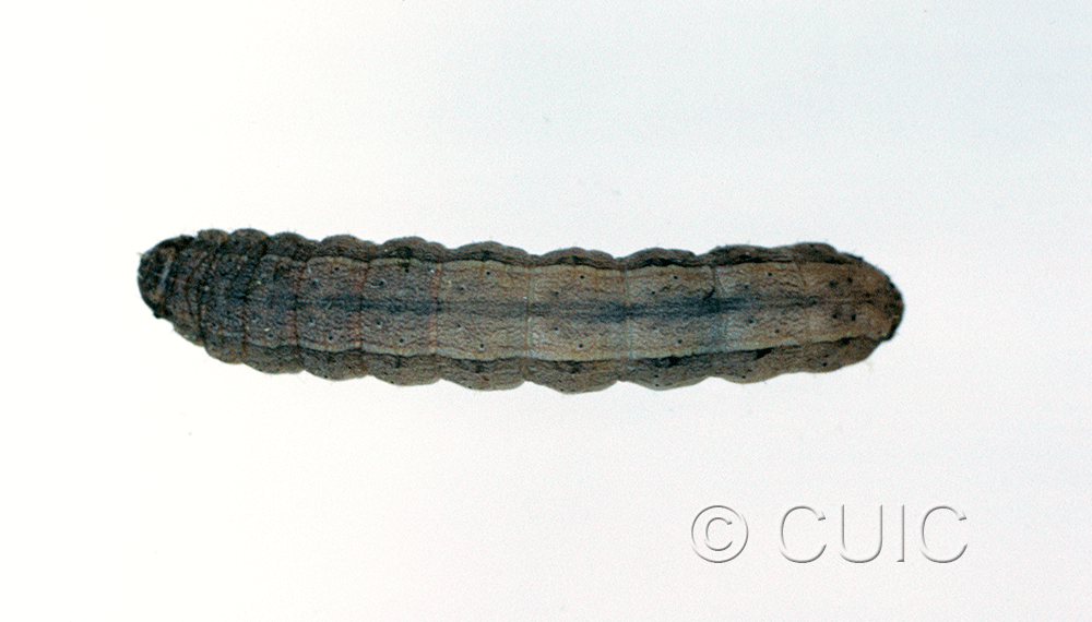 dorsal view of larva Dichagyris kyune in USA: AZ