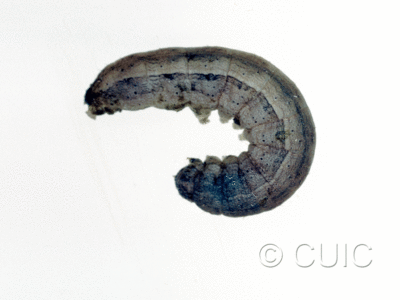 lateral view of larva Dichagyris kyune in USA: AZ