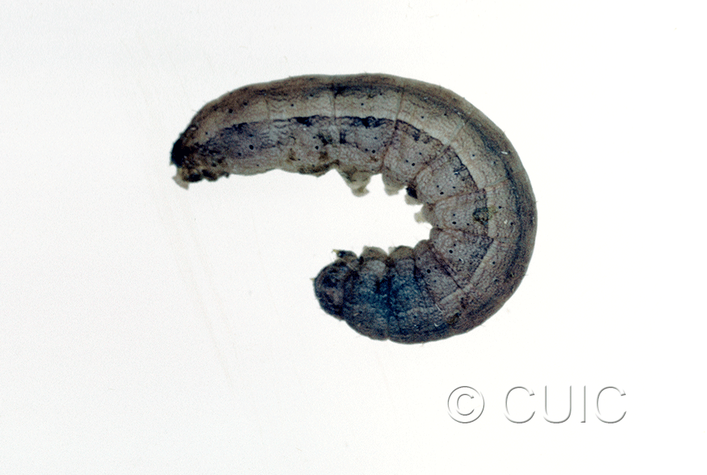 lateral view of larva Dichagyris kyune in USA: AZ